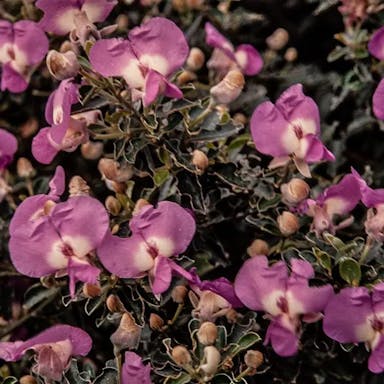 Sweetpea bush