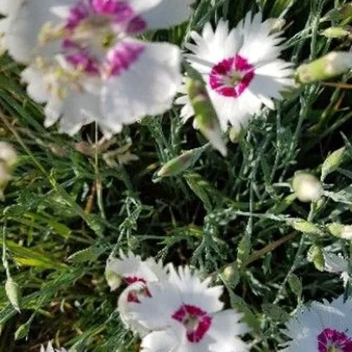 トコナデシコ（常撫子） (Dianthus plumarius)-i