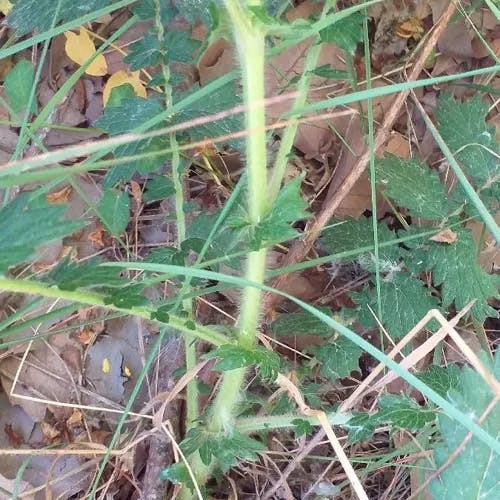 セイヨウキンミズヒキ（西洋金水引） (Agrimonia eupatoria)-i