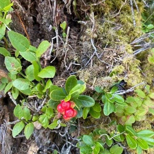 Cowberry (Vaccinium vitis-idaea)-i