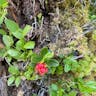 Cowberry (Vaccinium vitis-idaea)-i