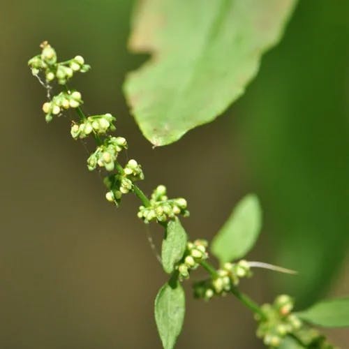 アレチギシギシ（荒地羊蹄） (Rumex conglomeratus)-i