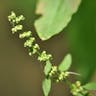 アレチギシギシ（荒地羊蹄） (Rumex conglomeratus)-i