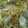 ヤマグルマ（山車） (Trochodendron aralioides)-i