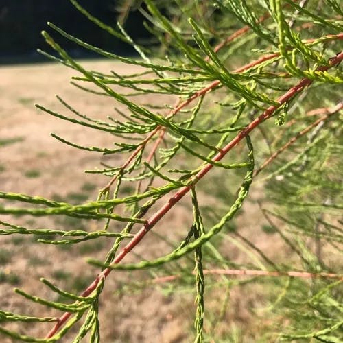 ギョリュウ（御栁） (Tamarix chinensis)-i