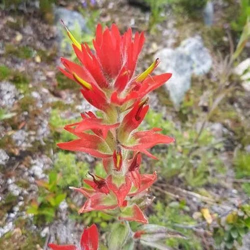 Scarlet paintbrush (Castilleja miniata)-i