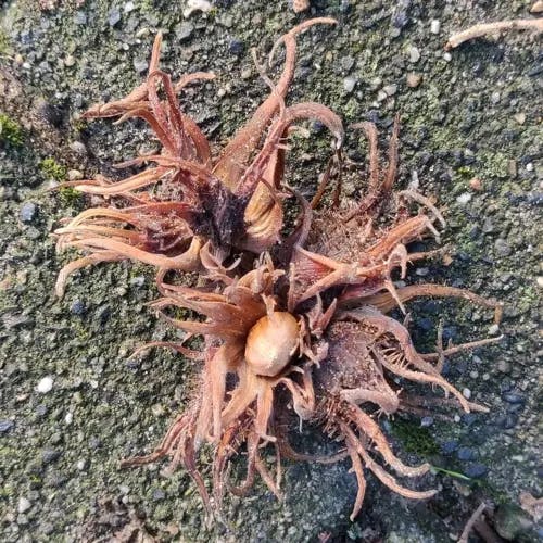 Turkish filbert (Corylus colurna)-i