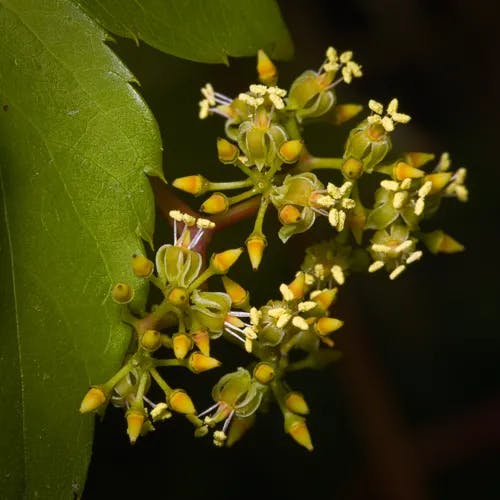 アメリカヅタ（アメリカ蔦） (Parthenocissus inserta)-i