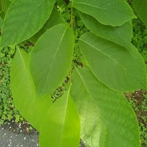 オオバアサガラ（大葉麻殻） (Pterostyrax hispidus)-i