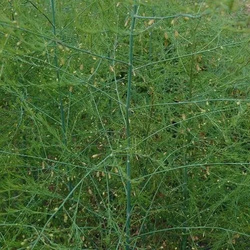 アスパラガス (Asparagus officinalis)-i