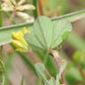 コメツブツメクサ（米粒詰草） (Trifolium dubium)-i
