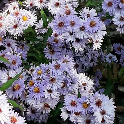 ユウゼンギク（友禅菊） (Symphyotrichum novi-belgii)-i