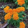 ヤナギトウワタ（柳唐綿） (Asclepias tuberosa)-i