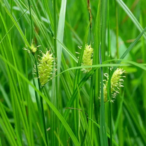 オニナルコスゲ（鬼鳴子菅） (Carex vesicaria)-i