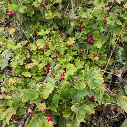 Alpine currant (Ribes alpinum)-i