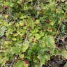 Alpine currant (Ribes alpinum)-i