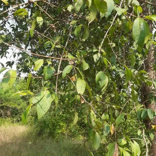 Kendu (Diospyros melanoxylon)-i