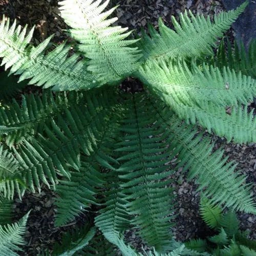 Marginal fern (Dryopteris marginalis)-i