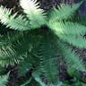 Marginal fern (Dryopteris marginalis)-i