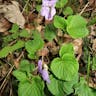 オオタチツボスミレ（大立壺菫） (Viola kusanoana)-i