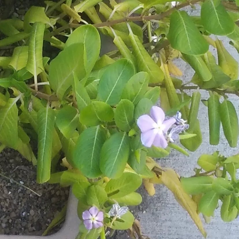 ニチニチソウ（日日草） (Catharanthus roseus)-i