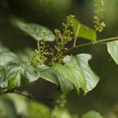 サンカクヅル（三角蔓）