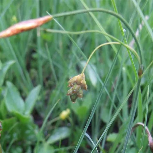 ヤチスゲ（谷地菅） (Carex limosa)-i