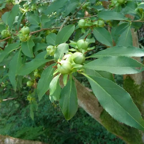 ヒコサンヒメシャラ（英彦山姫沙羅） (Stewartia serrata)-i