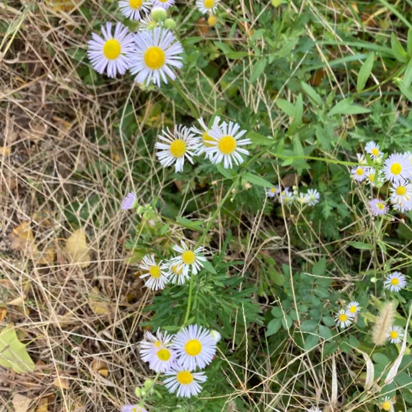 Aspen daisy (Erigeron speciosus)-i