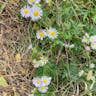 Aspen daisy (Erigeron speciosus)-i