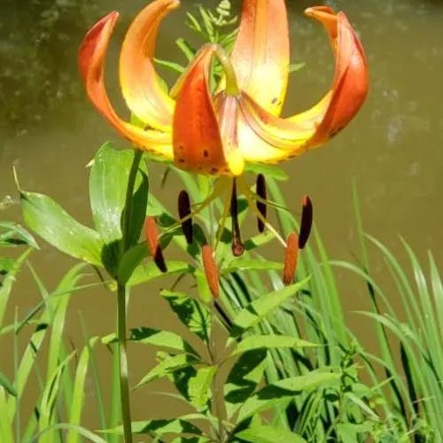 Carolina lily (Lilium michauxii)-i