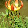 Carolina lily (Lilium michauxii)-i