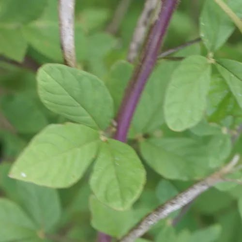 Asian spiderflower (Cleome viscosa)-i