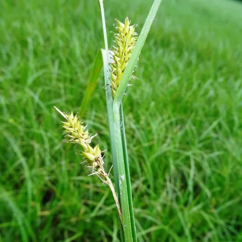 オニナルコスゲ（鬼鳴子菅） (Carex vesicaria)-i