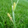 オニナルコスゲ（鬼鳴子菅） (Carex vesicaria)-i