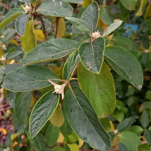 Chinese snowball (Viburnum macrocephalum)-i