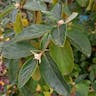 Chinese snowball (Viburnum macrocephalum)-i