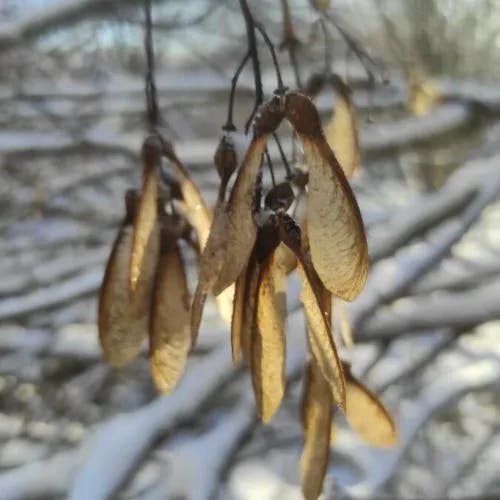 シカモア (Acer pseudoplatanus)-i