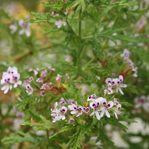 Mutifid-leaf pelargonium (Pelargonium radens)-i