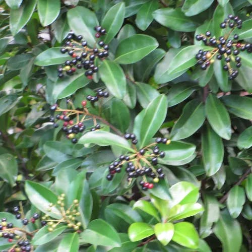 Marlberry (Ardisia escallonioides)-i