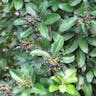 Marlberry (Ardisia escallonioides)-i