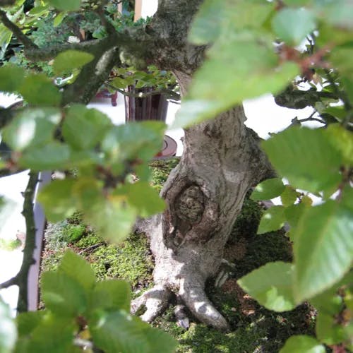 イワシデ（岩四手） (Carpinus turczaninovii)-i