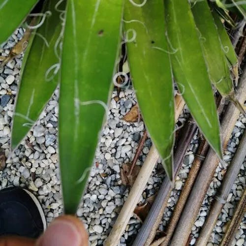 Thread agave (Agave filifera)-i