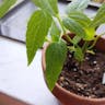 Scullcap (Scutellaria lateriflora)-i