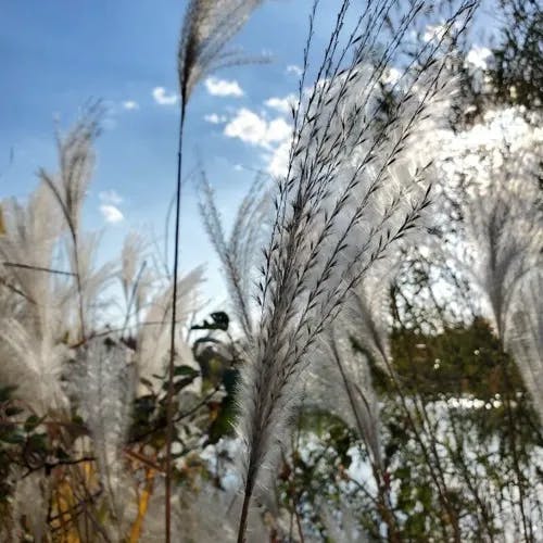 オギ（荻） (Miscanthus sacchariflorus)-i