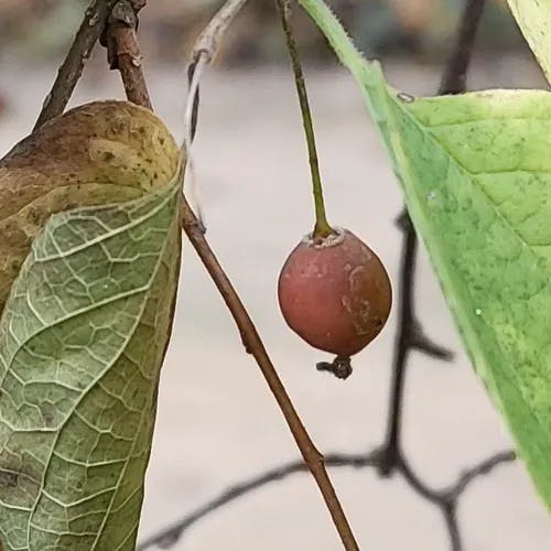 エゾエノキ（蝦夷榎） (Celtis jessoensis)-i