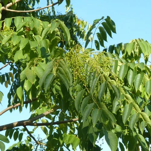 ウルシ（漆） (Toxicodendron vernicifluum)-i