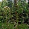 サワヒヨドリ（沢鵯） (Eupatorium lindleyanum)-i
