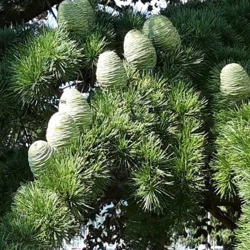 アトラスシーダー (Cedrus atlantica)-i