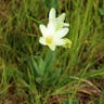 Harlequin-flower (Sparaxis bulbifera)-i